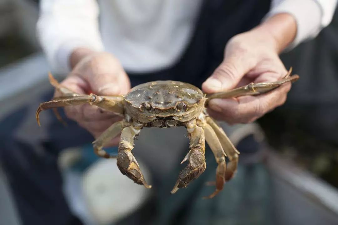 漳州海丝美食_海南的美食_海美食