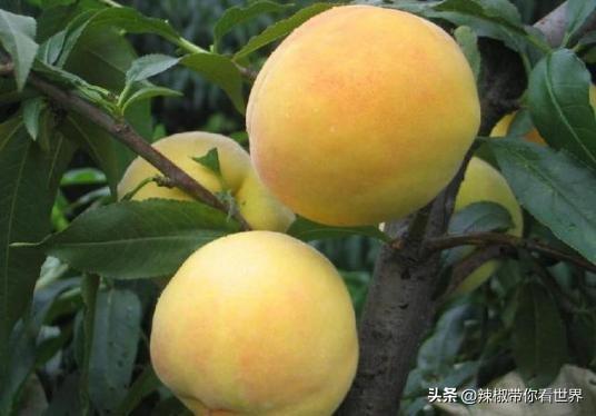 蒙山美食_蒙山美食_蒙山小吃